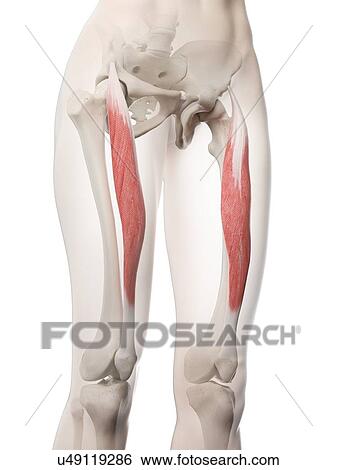 Rectus femoris muscle, illustration View Large Photo Image Stock Photograph - Rectus femoris muscle, illustration. Fotosearch