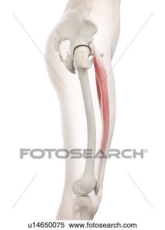 Rectus femoris muscle, illustration View Large Photo Image Stock Photography - Rectus femoris muscle, illustration. Fotosearch