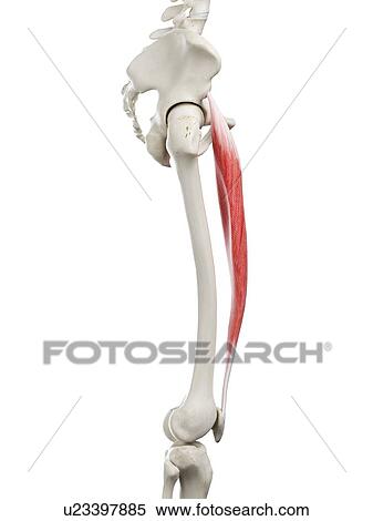 Rectus femoris muscle, illustration View Large Photo Image Stock Photography - Rectus femoris muscle, illustration. Fotosearch