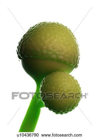 Rhizopus fungus, illustration View Large Photo Image Stock Image - Rhizopus fungus, illustration. Fotosearch
