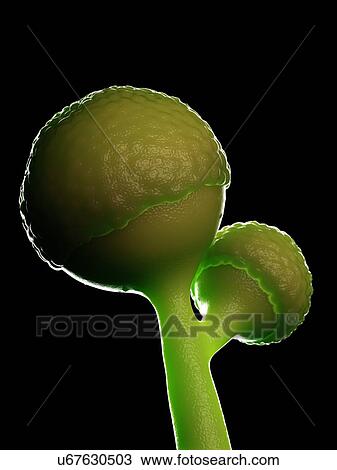 Stock Image - Rhizopus fungus, illustration. Fotosearch