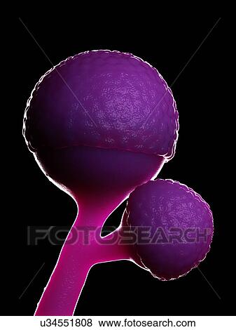 Stock Photo - Rhizopus fungus, illustration. Fotosearch