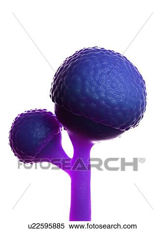 Stock Photography - Rhizopus fungus, illustration. Fotosearch