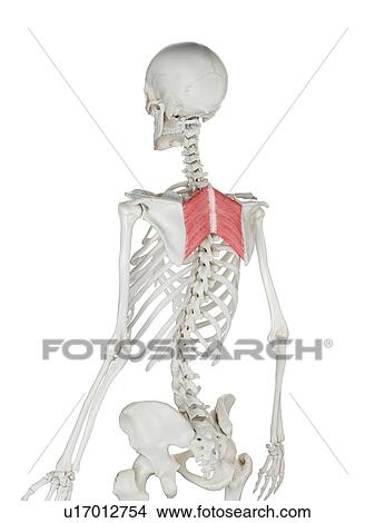 Rhomboid major muscle, illustration View Large Photo Image Picture - Rhomboid major muscle, illustration. Fotosearch
