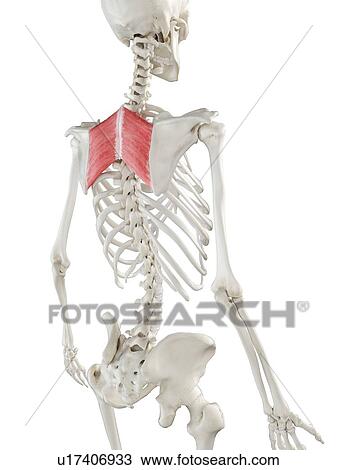 Stock Image - Rhomboid major muscle, illustration. Fotosearch