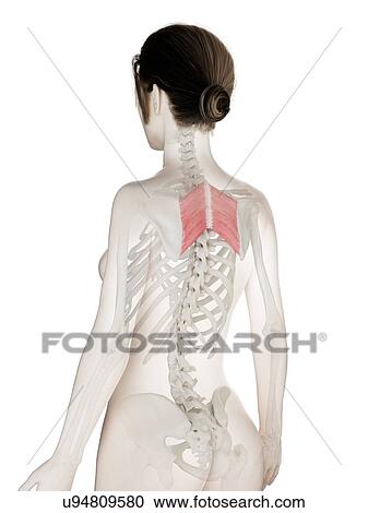 Rhomboid major muscle, illustration View Large Photo Image Stock Image - Rhomboid major muscle, illustration. Fotosearch