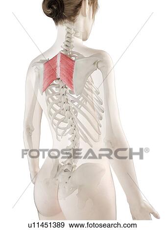 Rhomboid major muscle, illustration View Large Photo Image Stock Photo - Rhomboid major muscle, illustration. Fotosearch