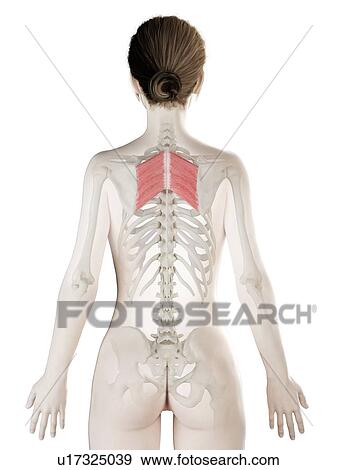 Rhomboid major muscle, illustration View Large Photo Image Stock Photo - Rhomboid major muscle, illustration. Fotosearch