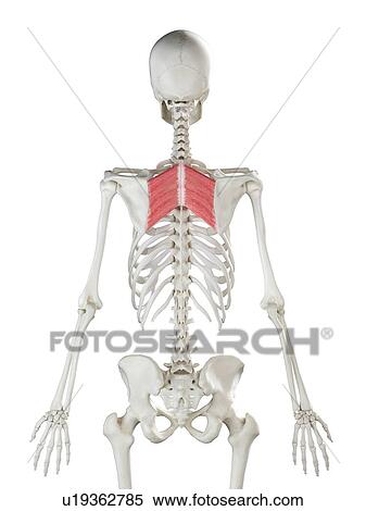 Rhomboid major muscle, illustration View Large Photo Image Stock Photography - Rhomboid major muscle, illustration. Fotosearch