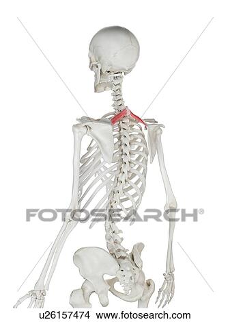 Picture - Rhomboid minor muscle, illustration. Fotosearch