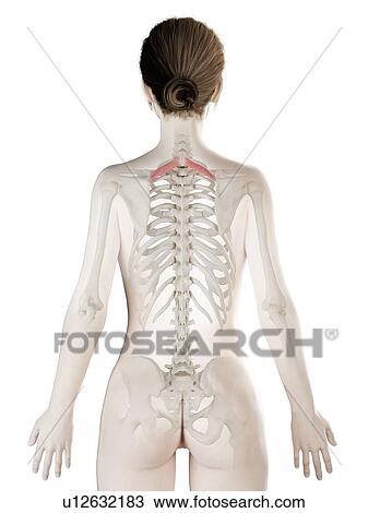 Rhomboid minor muscle, illustration View Large Photo Image Stock Image - Rhomboid minor muscle, illustration. Fotosearch