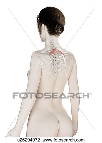 Stock Image - Rhomboid minor muscle, illustration. Fotosearch