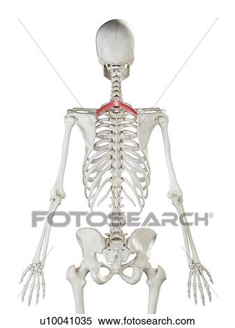 Rhomboid minor muscle, illustration View Large Photo Image Stock Photography - Rhomboid minor muscle, illustration. Fotosearch