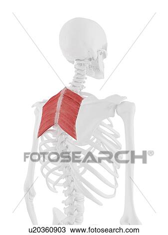 Stock Image - Rhomboid muscles, computer illustration.. Fotosearch