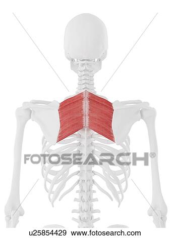 Stock Photo - Rhomboid muscles, computer illustration.. Fotosearch