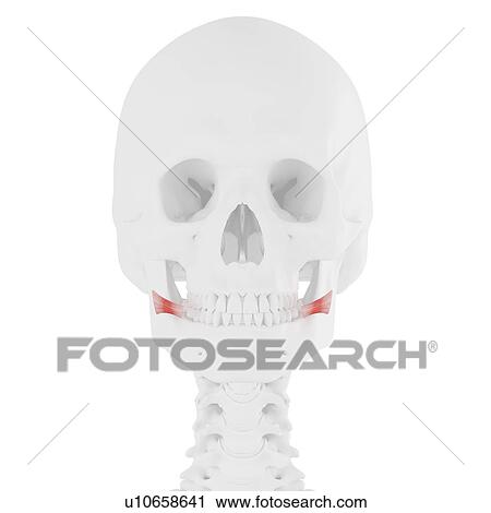 Stock Image - Risorius muscle, computer illustration.. Fotosearch