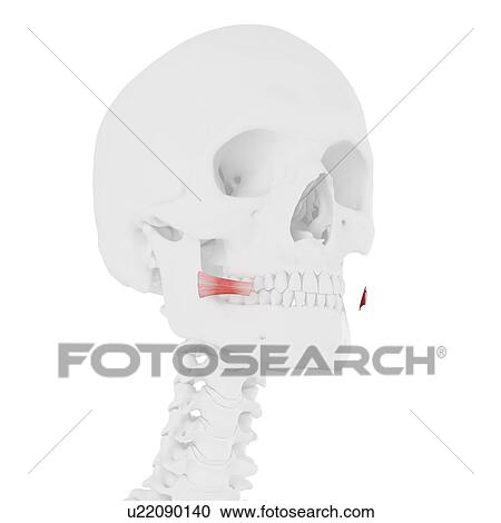 Stock Image - Risorius muscle, computer illustration.. Fotosearch