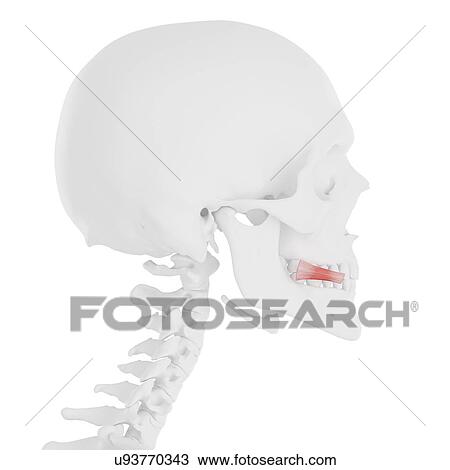 Stock Image - Risorius muscle, computer illustration.. Fotosearch