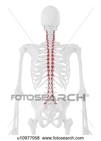 Rotatores muscle, computer illustration. View Large Photo Image Stock Photo - Rotatores muscle, computer illustration.. Fotosearch