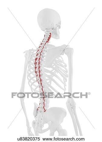 Rotatores muscle, computer illustration. View Large Photo Image Stock Photography - Rotatores muscle, computer illustration.. Fotosearch