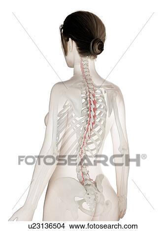 Rotatores muscle, illustration View Large Photo Image Picture - Rotatores muscle, illustration. Fotosearch