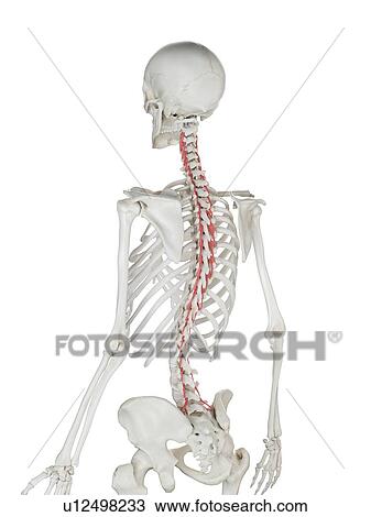 Rotatores muscle, illustration View Large Photo Image Stock Image - Rotatores muscle, illustration. Fotosearch