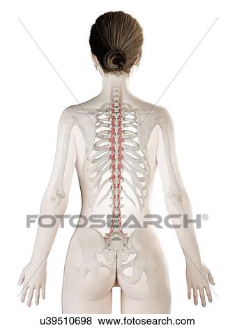 Rotatores muscle, illustration View Large Photo Image Stock Photo - Rotatores muscle, illustration. Fotosearch