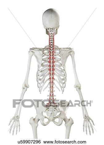 Stock Photograph - Rotatores muscle, illustration. Fotosearch
