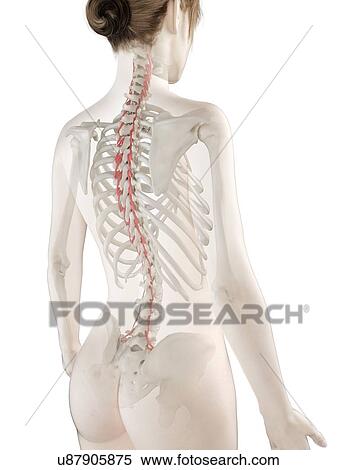 Stock Photography - Rotatores muscle, illustration. Fotosearch