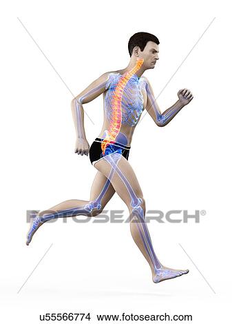 Picture - Runner with back pain, conceptual illustration.. Fotosearch