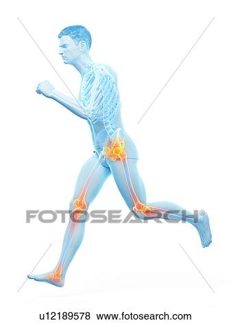 Runner with joint pain, conceptual illustration. View Large Photo Image Stock Photo - Runner with joint pain, conceptual illustration.. Fotosearch