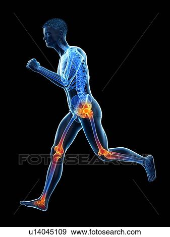Runner with joint pain, conceptual illustration. View Large Photo Image Stock Photo - Runner with joint pain, conceptual illustration.. Fotosearch