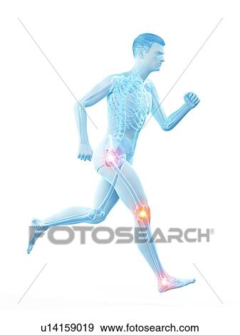 Runner with joint pain, conceptual illustration. View Large Photo Image Stock Photo - Runner with joint pain, conceptual illustration.. Fotosearch