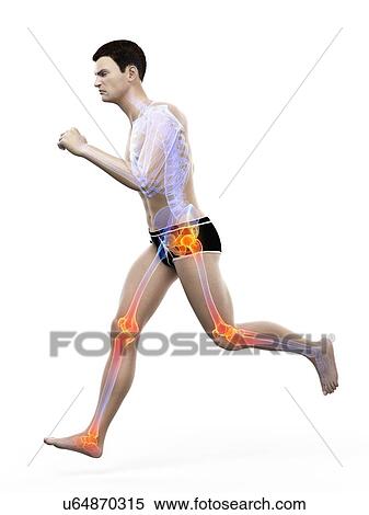 Runner with joint pain, conceptual illustration. View Large Photo Image Stock Photography - Runner with joint pain, conceptual illustration.. Fotosearch