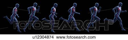 Runner's heart, computer illustration. View Large Photo Image Picture - Runner's heart, computer illustration.. Fotosearch
