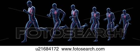 Stock Image - Runner's heart, computer illustration.. Fotosearch