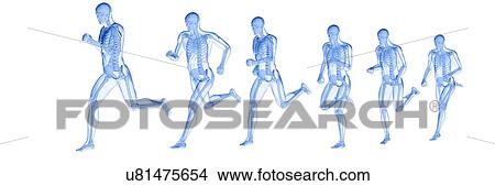 Picture - Runner's skeleton, computer illustration.. Fotosearch
