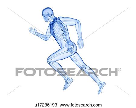 Stock Image - Runner's skeleton, computer illustration.. Fotosearch