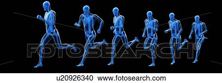 Stock Image - Runner's skeleton, computer illustration.. Fotosearch