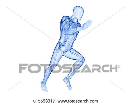 Runner's skeleton, computer illustration. View Large Photo Image Stock Photo - Runner's skeleton, computer illustration.. Fotosearch