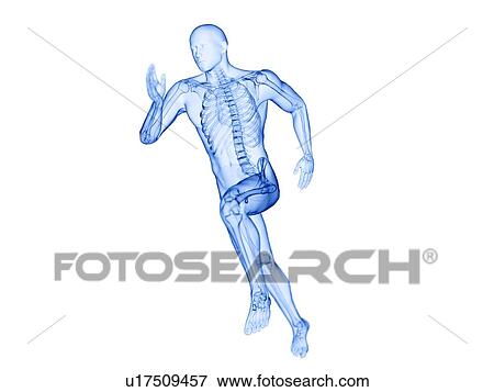 Stock Photo - Runner's skeleton, computer illustration.. Fotosearch