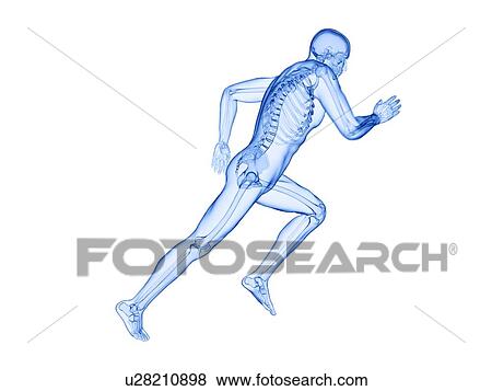 Runner's skeleton, computer illustration. View Large Photo Image Stock Photo - Runner's skeleton, computer illustration.. Fotosearch