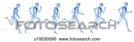 Stock Image - Runner's skeleton, illustration. Fotosearch