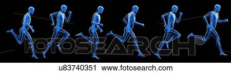 Stock Image - Runner's skeleton, illustration. Fotosearch