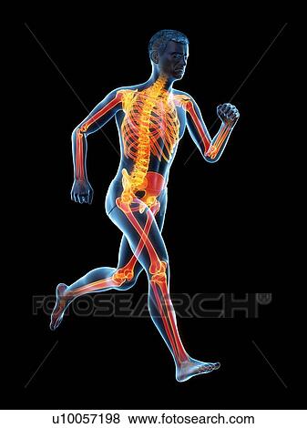 Stock Photo - Runner's skeleton, illustration.. Fotosearch