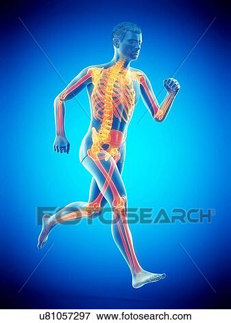 Stock Photo - Runner's skeleton, illustration.. Fotosearch