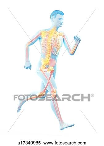 Stock Photography - Runner's skeleton, illustration.. Fotosearch