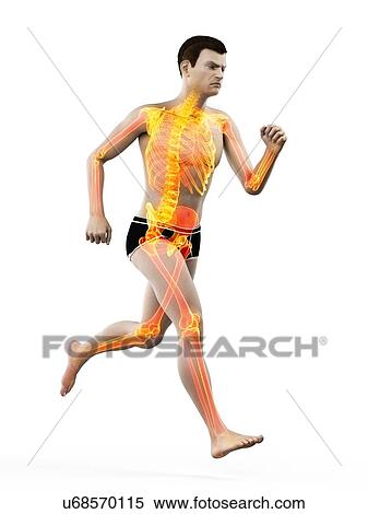 Stock Photography - Runner's skeleton, illustration.. Fotosearch