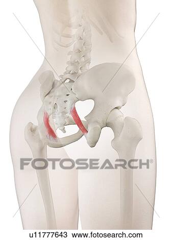 Stock Image - Sacrotuberous ligament, illustration. Fotosearch