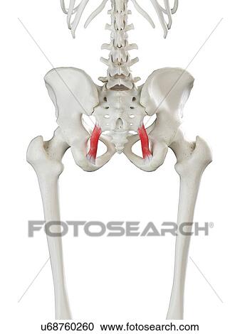 Stock Image - Sacrotuberous ligament, illustration. Fotosearch